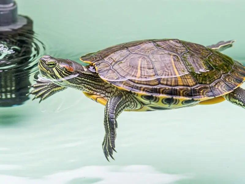 "Cágado adulto saudável nadando ativamente em aquaterrário com água limpa filtrada olhos brilhantes carapaça limpa sem manchas e postura alerta"