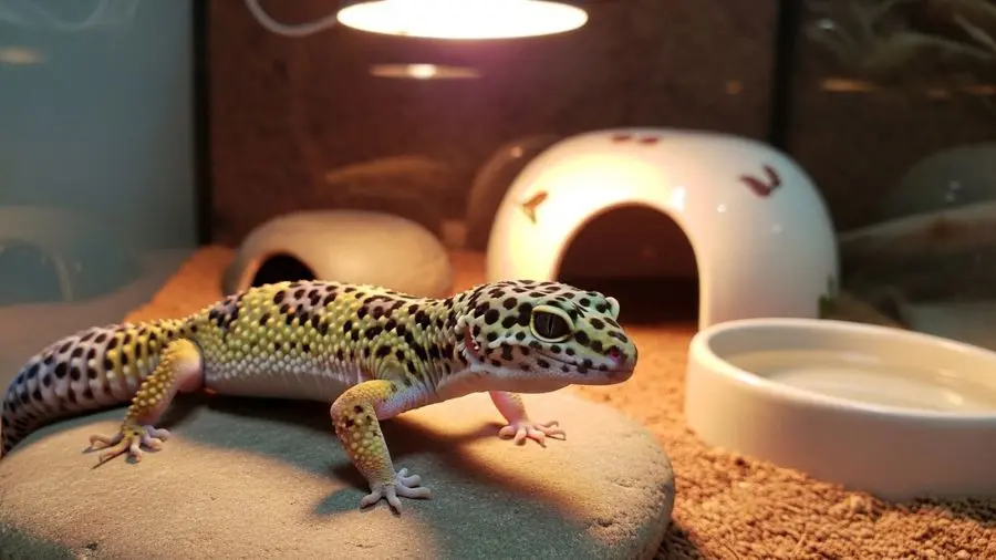 "Luna entrou em casa em setembro de 2021. Seis horas depois eu já estava no Google às 23h perguntando por que ela ficava debaixo da pedra. Era comportamento normal. Eu é que não sabia nada. 🦎" -->