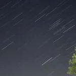 Agressividade Redirecionada Em Gatos