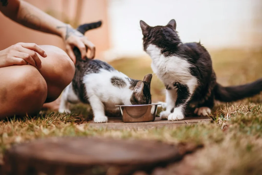 Alimentação Natural Para Pets