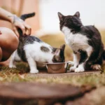 Alimentação Natural Para Pets