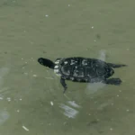 Aquaterrário Para Cágados