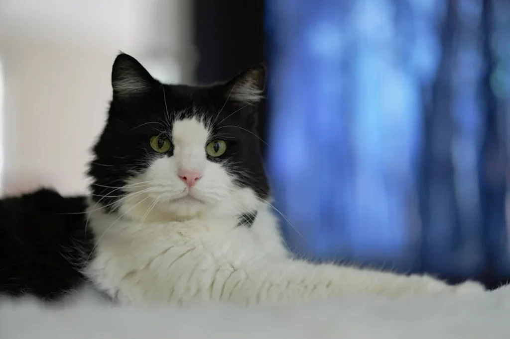 Cardiomiopatia Secundária Em Gatos