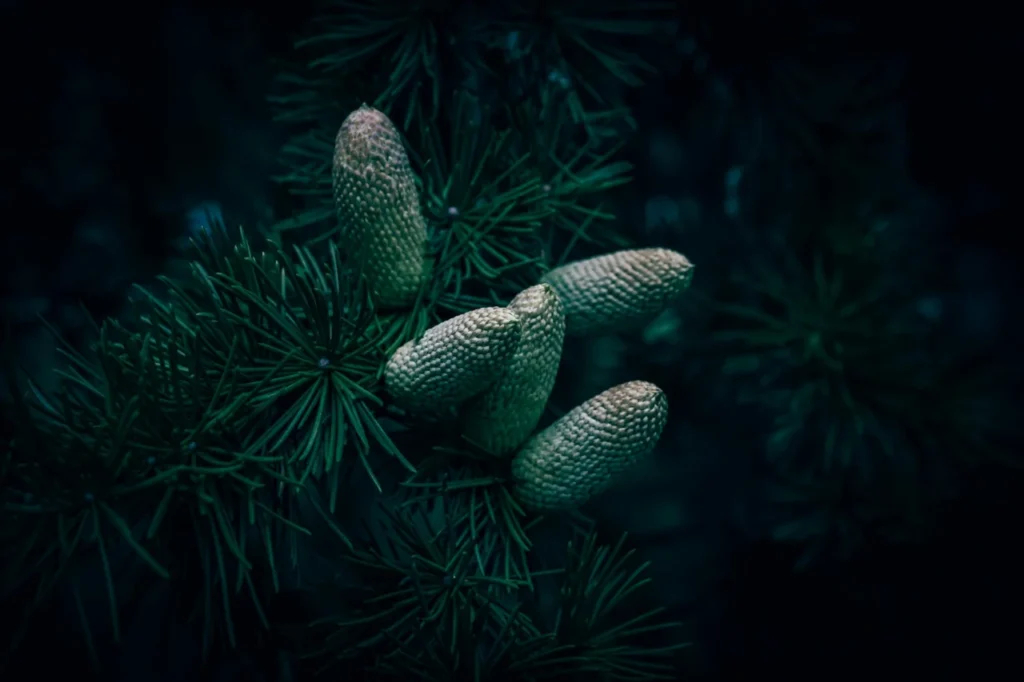 Cavacos De Cedro E Pinheiro Toxicidade