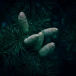 Cavacos De Cedro E Pinheiro Toxicidade