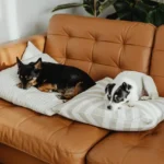 Espaço Seguro Para Pets