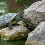 Filtração Biológica Para Quelônios