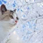 Gel Transdérmico Para Gatos