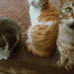 Hipertireoidismo Em Gatos