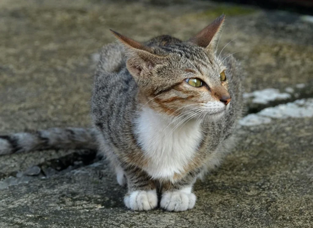 Hormônio T4 Em Gatos