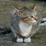 Hormônio T4 Em Gatos