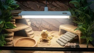 iluminação UVB correta em terrário para répteis exóticos