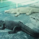 Iluminação Uvb Para Répteis