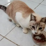 Iodo Radioativo Em Gatos (I-131)