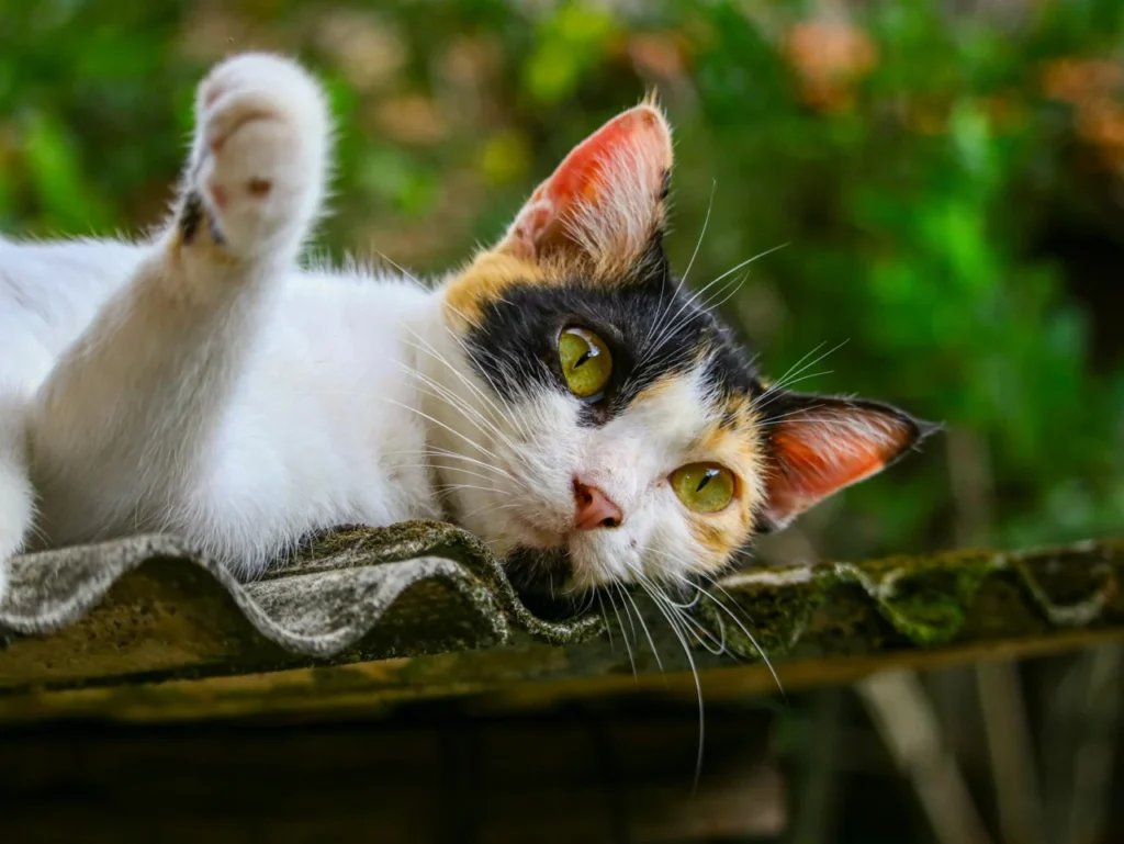 Metimazol Para Gatos