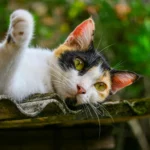 Metimazol Para Gatos