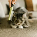 Orquiectomia Em Cães E Gatos