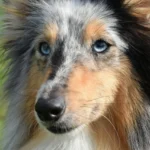 Piometra Em Cadelas E Gatas