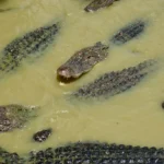 Pneumonia Em Répteis Aquáticos