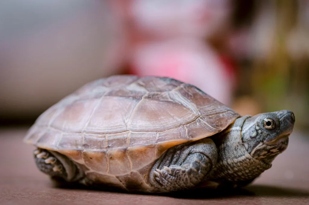 Podredura De Casca Em Quelônios