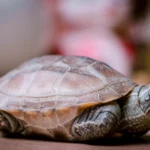 Podredura De Casca Em Quelônios