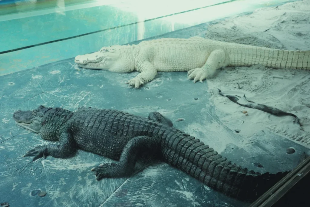 Reptilcarpet Para Répteis