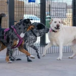 Socialização De Cães Com Crianças