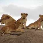 Socialização De Filhotes Felinos