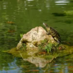 Tartaruga De Orelha Vermelha Invasora