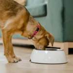 Transição Alimentar Em Pets