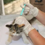 Vacina Leishmaniose Canina