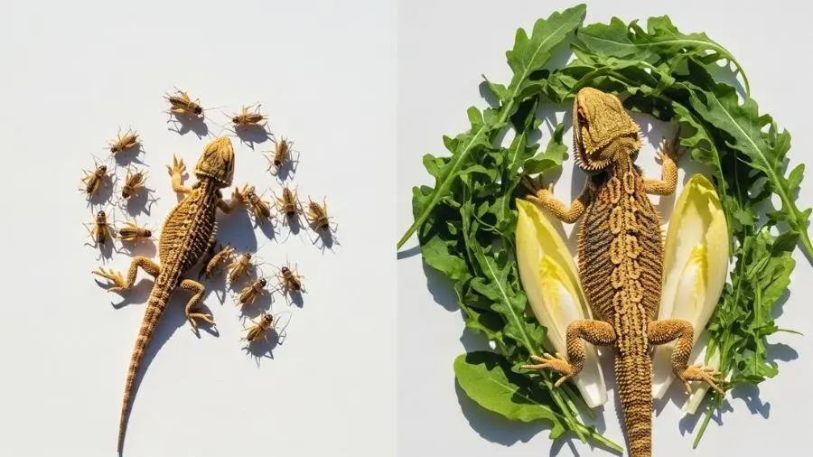 "Comparação da alimentação do dragão barbudo filhote (80% insetos) vs adulto (70% vegetais) — proporção correta por fase de vida"