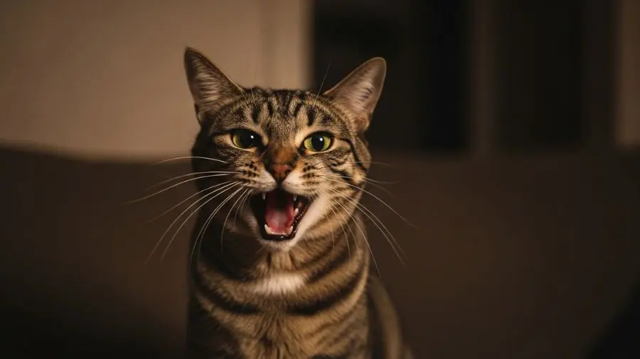 "Às 3h da manhã, com um gato miando sem parar, a pergunta é sempre a mesma: o que ele quer? A resposta, nem sempre, é simples." -->