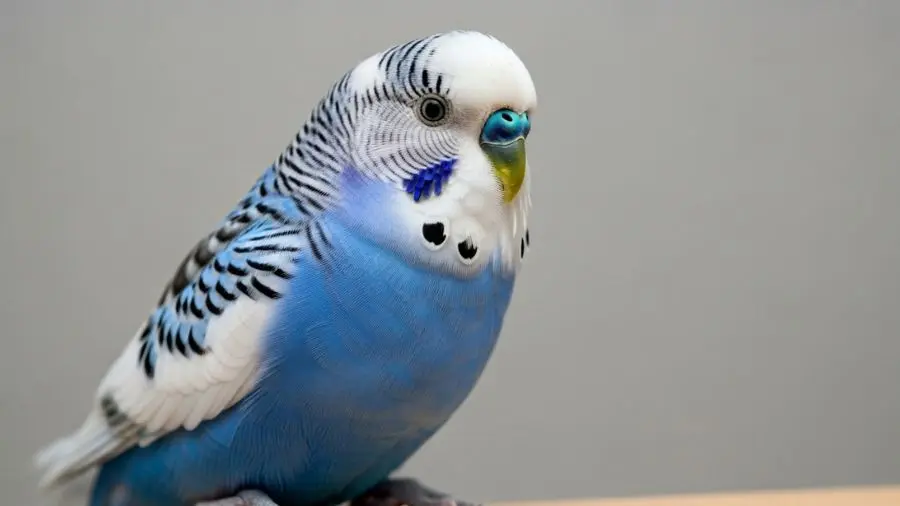 “Plumagem brilhante, olhos alertas e cere limpa — os três sinais visuais de um periquito saudável.”