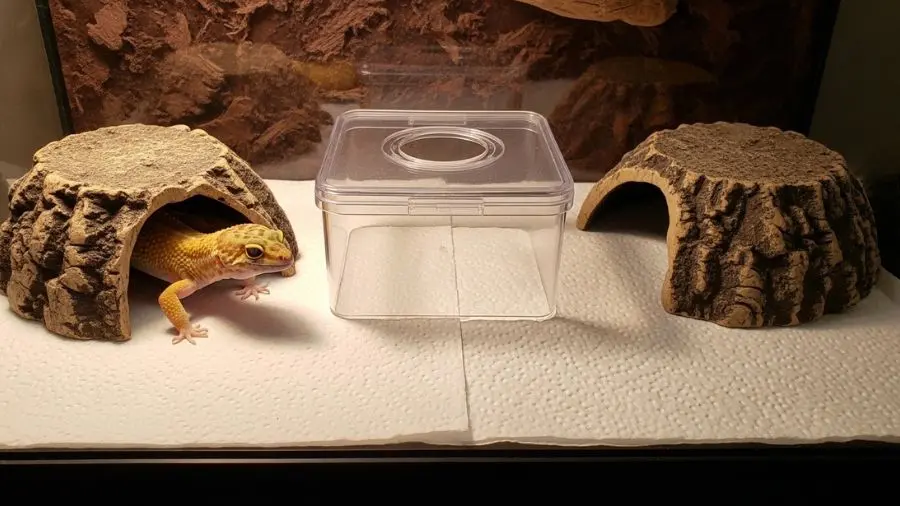 Terrário de 60x40x30 cm com substrato de papel toalha, dois esconderijos posicionados nos lados oposto (lado quente e lado frio) e uma caixa úmida no centro. Gecko leopardo adulto (25 cm, coloração high yellow) visível no esconderijo do lado frio. Iluminação suave lateral. Alt text Terrário para gecko leopardo com gradiente de temperatura e caixa úmida