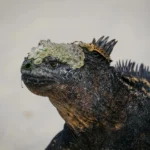 Adaptação Entre Espécies