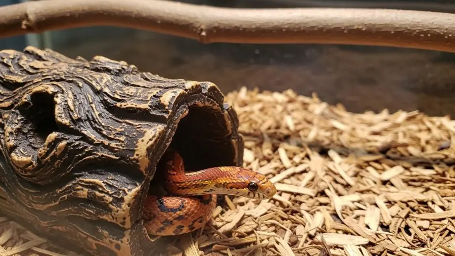 cobra do milho juvenil saindo de esconderijo em terrário com substrato de cavacos de cipreste.