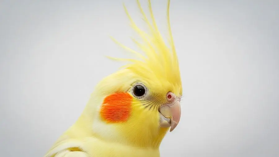 cockatiel yellow crest portrait close-up