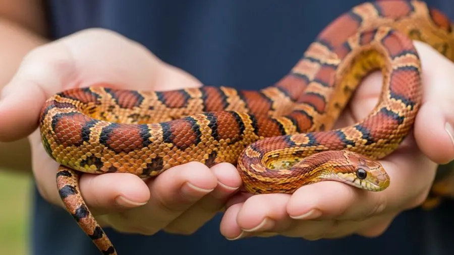 consulta: cobra do milho sendo segurada pela mão calma e dócil | alt: cobra do milho sendo segurada com calma por tutor | legenda: Cobra do milho adulta bem socializada aceita muito sem estresse -->
