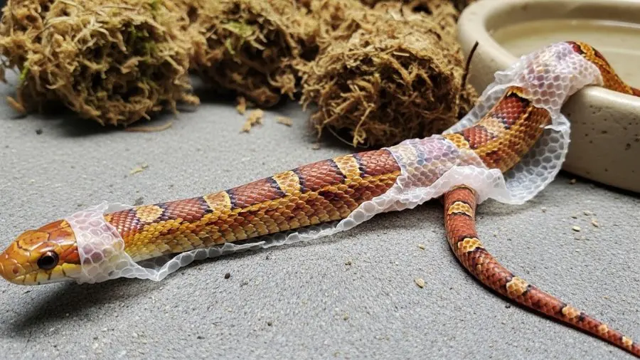  consulta: cobra do milho trocando de pele com escamas saudáveis ​​| alt: cobra do milho em processo de muda de pele completa e saudável | legenda: Muda de pele completa é sinal de saúde — umidade adequada no terrário é essencial -->
