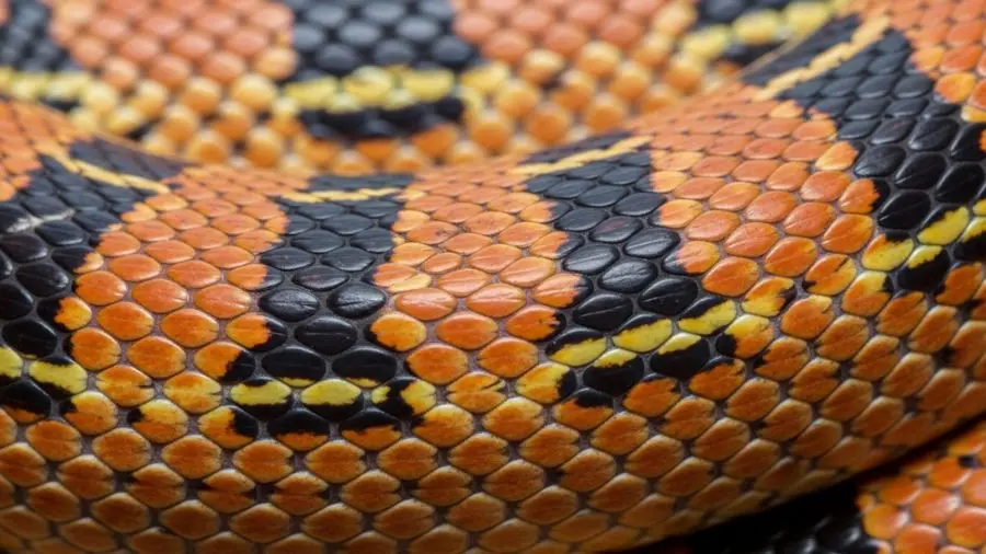 consulta escamas de close-up de padrão laranja de cobra de milho alt cobra do milho com escamas alaranjadas e padrão listrado legenda Cobra do milho adulto — padrão laranja clássico com marcas escuras --