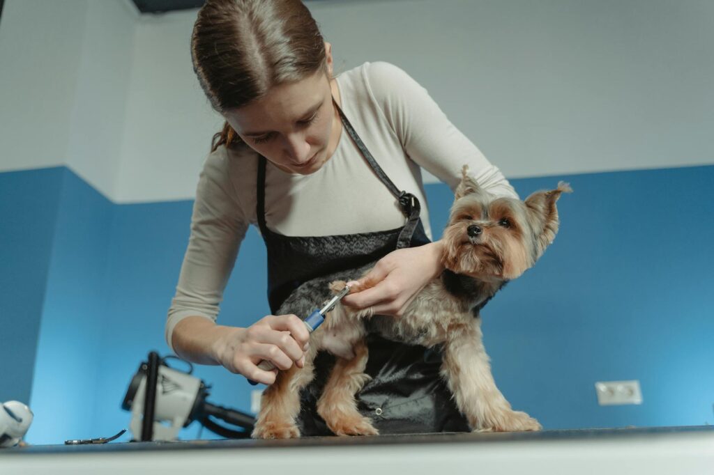 Passo a Passo: Como Cortar Unhas de Cão sem Machucar