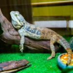 Enriquecimento Ambiental Para Répteis