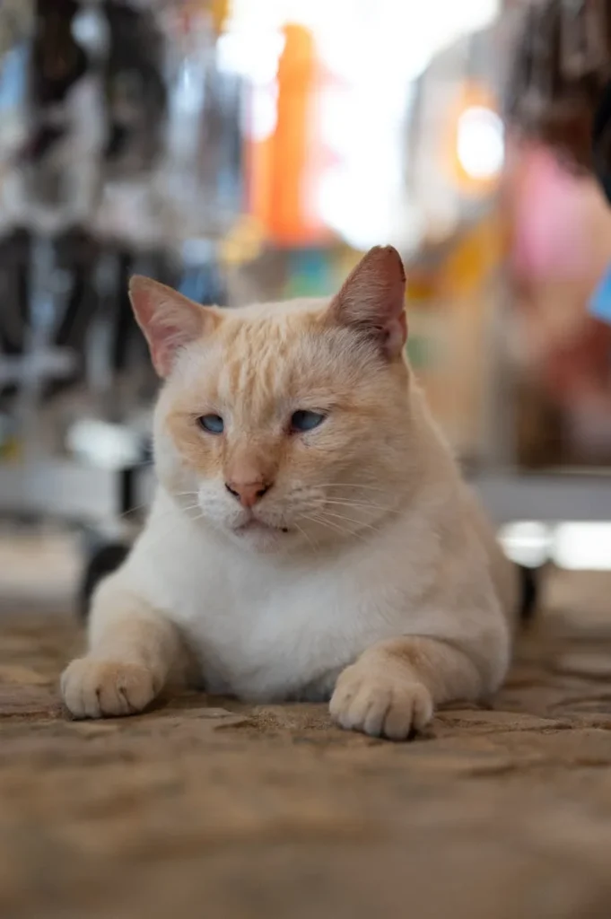 Hipertireoidismo felino sem cirurgia com iodo radioativo