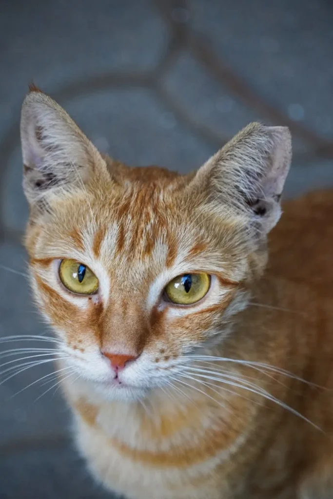 Seu gato come mais e emagrece pode ser hipertireoidismo