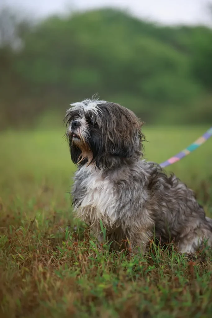 Shih tzu sem filtro: custos 2026, saúde e pelagem