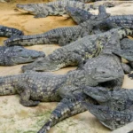 Glass Surfing Em Répteis