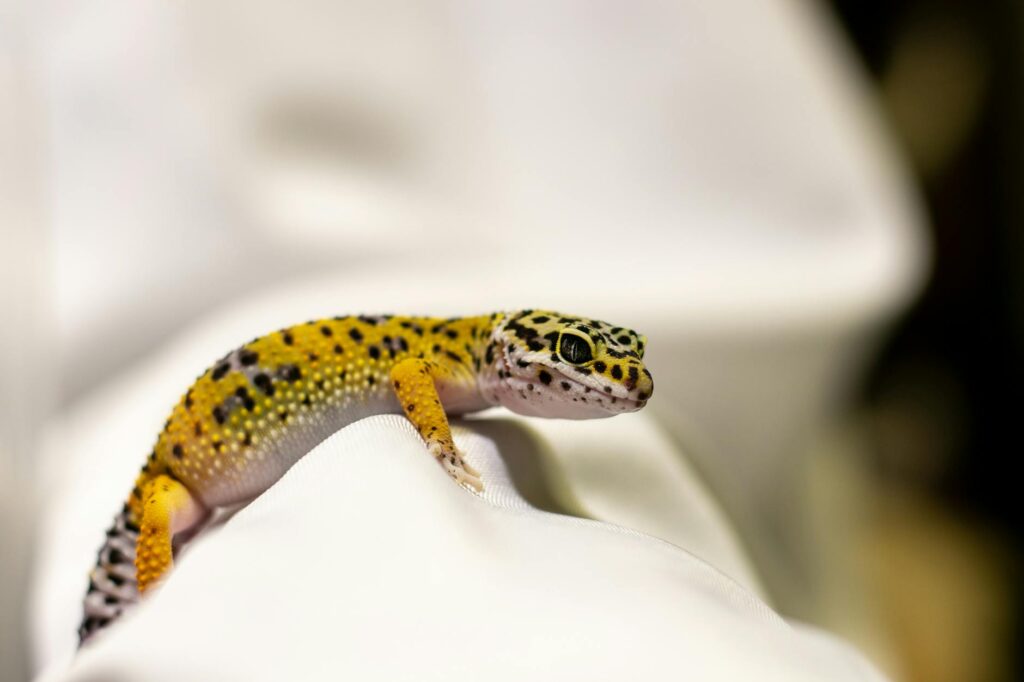 Gecko Leopardo Come Apenas à Noite? Descubra a Verdade!