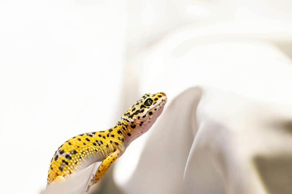 Gecko Parou de Comer? 7 Soluções Que Realmente Funcionam