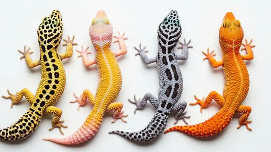 Morph De Gecko Leopardo